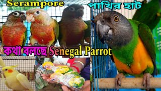 Senegal Parrot Price in India …