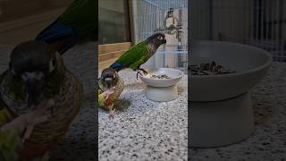 코뉴어앵무새#하랑이#하봉이#birds#birdslover#parrot