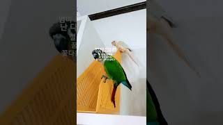 리즘아일해라#앵무새 #구독부탁합니다 #컨셉