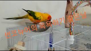 폭염 속 봉봉이의 소심한 목욕날♡