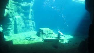 하겐벡스 동물원 (펭귄의 수영)