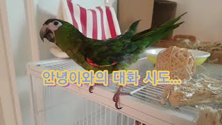 말하는 앵무새! 한스마카우와 대화하기