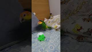 [상만쓰, 영만쓰] 지랄나비와 앵무새