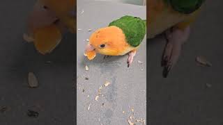 귤먹는 앵무새 #노란머리카이큐 #카이큐앵무새 #parr…