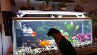 금붕어 친구들 안녕? : 검은머리 카이큐 리오의 재롱 6 (잉꼬, 앵무, Caique Parrot, ズグロシロハラインコ)