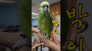 대박이 ② #아마존앵무새