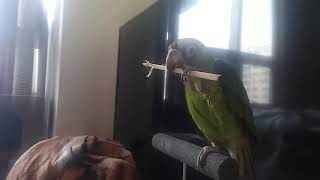 쟈딘앵무 희망이 나무젓가락 부수기!!