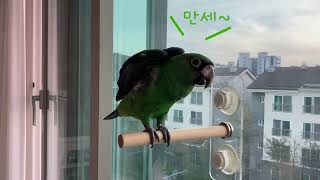 쟈딘 앵무새 배추 유튜브 데뷔 영상