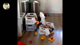 ☆ 인형 같은 외모에 장난끼 넘치는 앵무새 영상 모음 ★ Funny Parrot