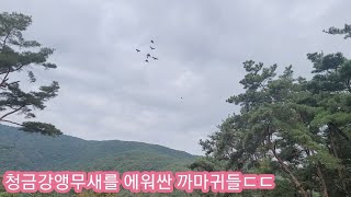 자유비행 중 까마귀떼에 쫓기는 청금강앵무새들