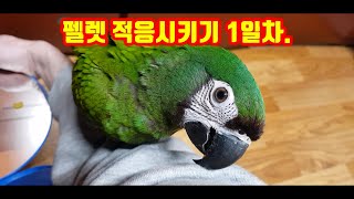 (체스넛마카우)앵무새 펠렛 적응훈련 시키기