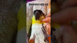 앵무새 마사지 1인칭 시점 #shorts #parrot…