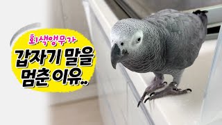 앵무새가 갑자기 말을 멈춘 이유❓ 회색앵무 잠바