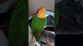 냅다 뒤집어지는 앵무새 #노란머리카이큐 #앵무새 #parrot #하나의일상