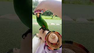 [제꽁형제]모자쓴 앵무새