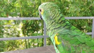 바깥이 낯선 장수ㅣ아마존ㅣ앵무새 브이로그