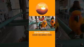 #황금손다육 #썬코뉴어 #앵무새 #춤추는앵무새 #첫만남…