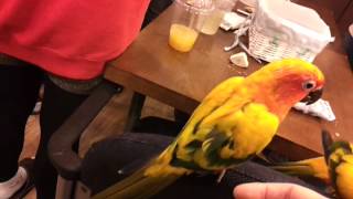 Funny CHOLONG) Two sun conures (썬코 둘)