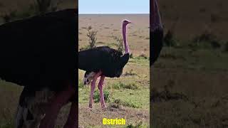 Wild Birds 야생조류 #animals  #aves