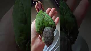 코뉴어 앵무새 별이 42일째~꼬리깃이 제법 자랐어요~#…