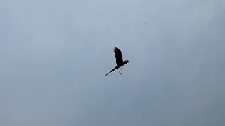 Free flight of the rich (홍금강 리…