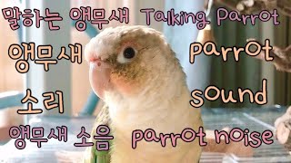 parrot sound&nosie (conure) / 앵무새 소리&소음 (말하는 앵무새, 코뉴어) / 앵무새가 좋아하는 소리
