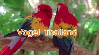 Thailand Macaw bird in beautif…