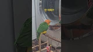 세탁기랑 싸우는 메리 #카이큐 #노랑머리카이큐 #앵무새 #세탁기 #반려동물 #루이와 둘리