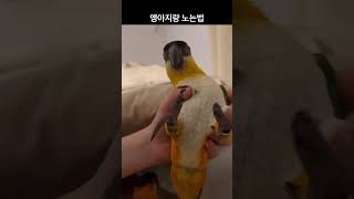 앵아지 놀아주기 #앵무새#카이큐앵무새 #반려조 #반려동…