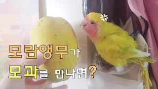 모란앵무가 모과를 만나면? 용맹한 앵무새!