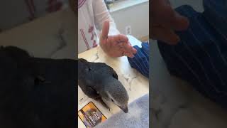 자기 잘못을 아는 똑똑한 구름이 #팀네회색앵무 #아프게…