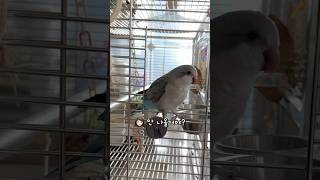 문 여는 것도 내가 하고 나가는 것도 내가 정한다꾸 #퀘이커앵무송꾸꾸