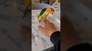 노랑머리 카이큐앵무새