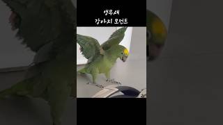 날개 달린 강아지 레오, 심쿵 주의❤️