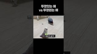 뚜껑있는 애 vs 뚜껑없는 애  회색앵무 잠바 모란앵무 옹심이