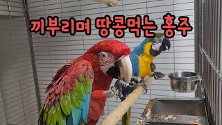 홍금강앵무 홍주♡