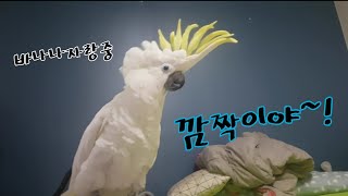 자기 놀랐다고 엄청 화내는 앵무새/노래하고 춤추는 환상의 콤비 다롱이나나