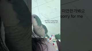 집착하는 앵무새(obsessed parrot)   #birds #quakerparrots #퀘이커앵무새 #birb
