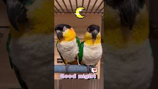 잘자요 #shorts #parrot #caique #앵…