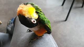 앵무새 애교~ (먹순돌) 커피숍탐방 나들이