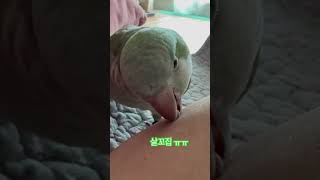 살꼬집!!아야야야 #앵무새 #퀘이커 #parrot #부리핀셋