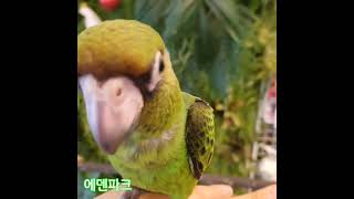 수박이~~(쟈딘앵무)