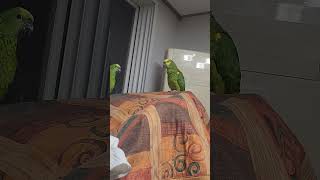 귀농귀촌 앵무새 놀아주기 Playing parrots …