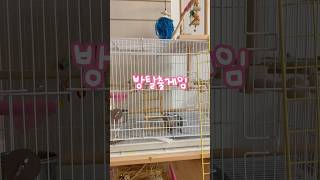 탈출하고 말테다 #앵무새 #재미있는영상 #블루퀘이커