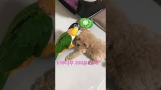 반려개새가 노는법! 아기푸들과 카이큐앵무새 귀여운개새들
