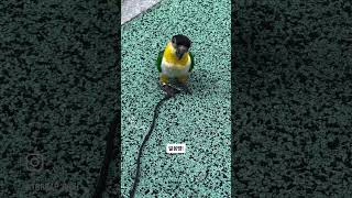 눈치없는 집사와 얼음땡❄️ #parrot #앵무새 #앵…