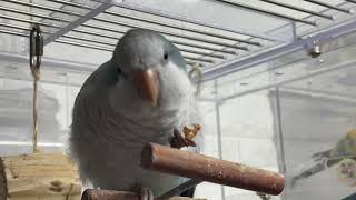 퀘이커 썬코뉴어