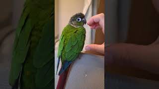 #앵무새 #랄라 #앵무새랄라 #앵무 #parrot #코…