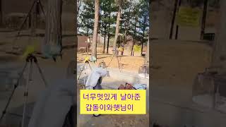 #앵무새사랑 #앵무새 #앵무새천국 #귀요미 #부천 #한스마카우 #마카우비행 #한스마카우비행 #코뉴어자유비행 #갑돌 #앵무마녀