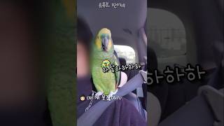 [수리] 운전 못한다고 비웃는 앵무새 #말하는앵무새 #아마존앵무
